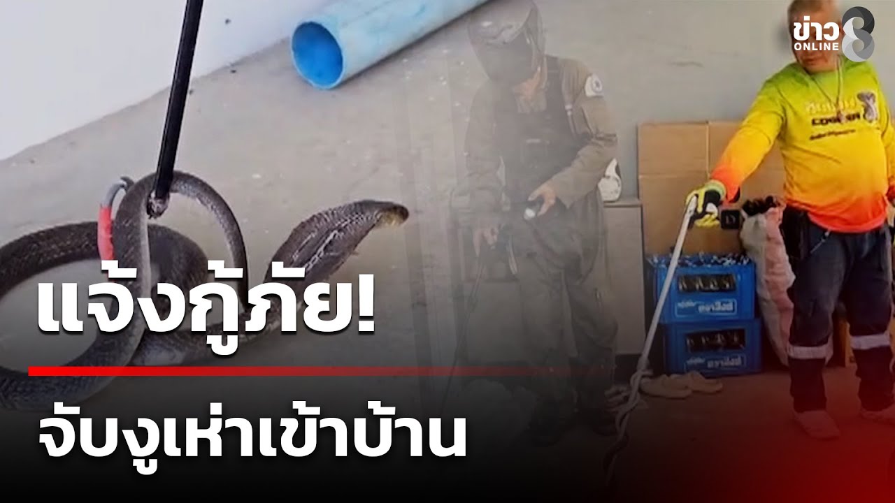 เจ้าของบ้านในสระบุรีผวาหนัก-หลังงูเห่าพ่นพิษยาวกว่า-1.5